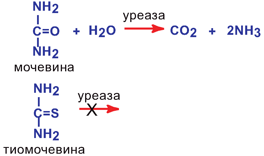 III. Образование продуктов реакции и выход их из области активного центра фермента - student2.ru