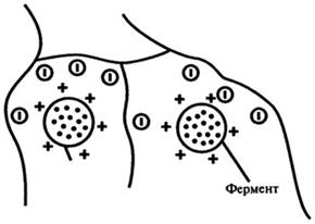 иммобилизованные ферменты - student2.ru