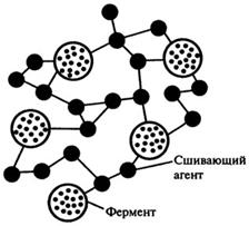 иммобилизованные ферменты - student2.ru