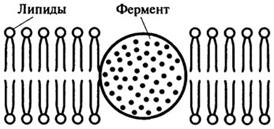 иммобилизованные ферменты - student2.ru