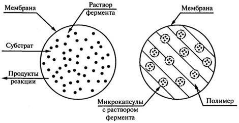 иммобилизованные ферменты - student2.ru