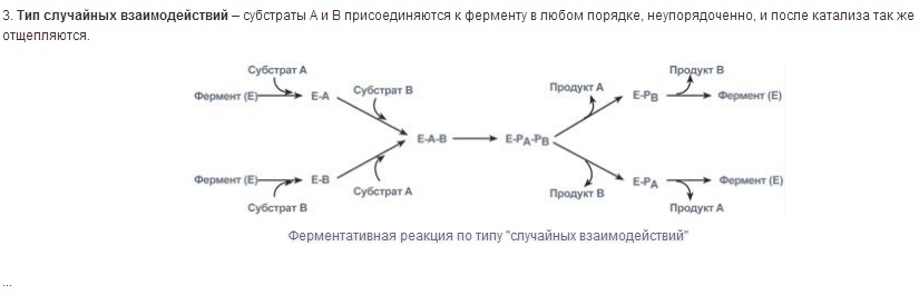 Иммуноглобулины, классы иммуноглобулинов, особенности доменного строения и - student2.ru