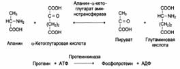 Индукция и репрессия синтеза ферментов - student2.ru