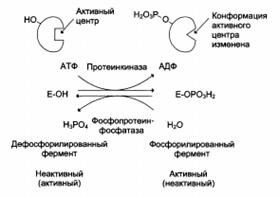 Индукция и репрессия синтеза ферментов - student2.ru