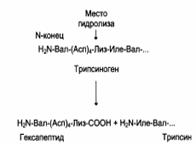 Индукция и репрессия синтеза ферментов - student2.ru