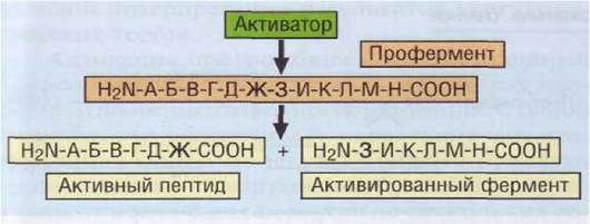 Ионы металлов - стабилизаторы молекулы субстрата - student2.ru