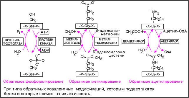 Ионы металлов - стабилизаторы молекулы субстрата - student2.ru