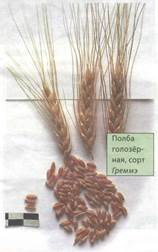Использование древних видов пшеницы для укрепления иммунной системы детского организма - student2.ru