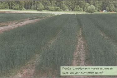 Использование древних видов пшеницы для укрепления иммунной системы детского организма - student2.ru