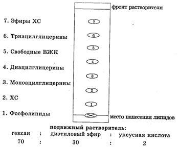 Исследование состава общих липидов методом тонкослойной хроматографии - student2.ru