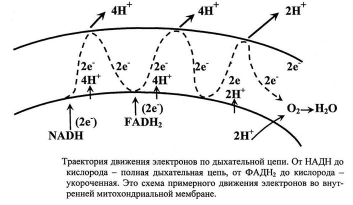 История развития представлений о механизмах биологического окисления. - student2.ru