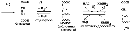 история развития учения о биоокислении. - student2.ru