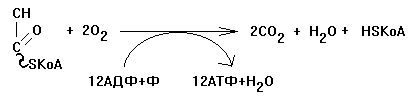 окислительное декарбоксилирование пирувата - student2.ru