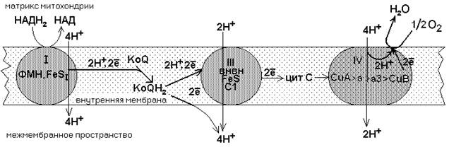 современная теория биоокисления - student2.ru