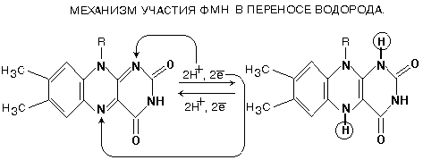 история развития учения о биоокислении. - student2.ru