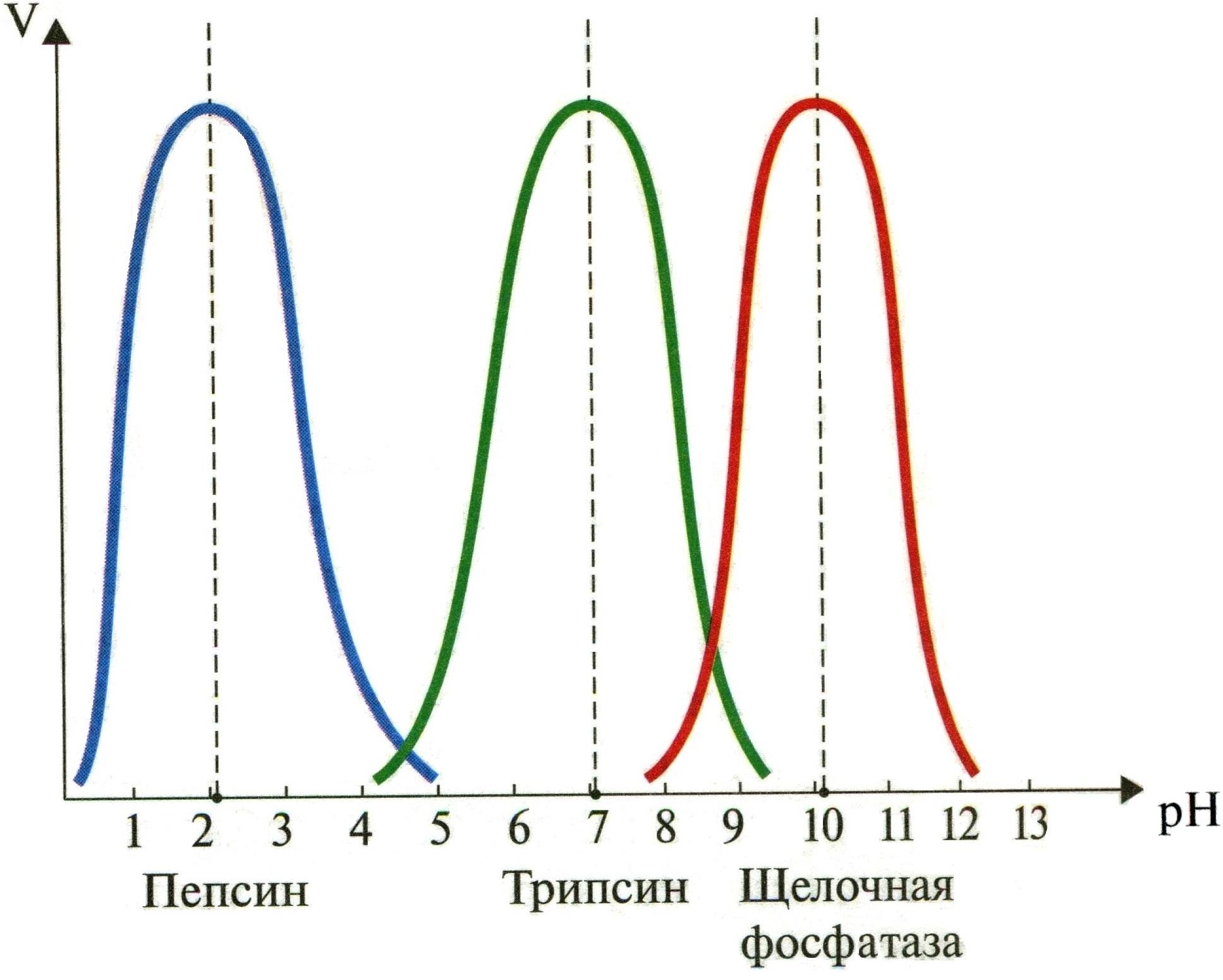 IV этап: выход продуктов из области активного центра фермента.) - student2.ru
