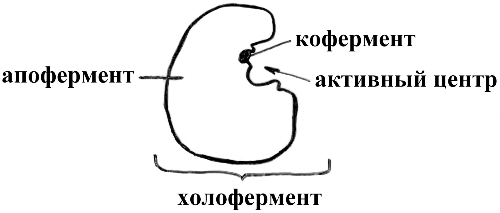 IV этап: выход продуктов из области активного центра фермента.) - student2.ru