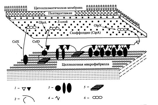 Из бактерий достаточно подробно изучены целлюлазные системы у Cellulomonas fimi и Pseudomonas fluorescens subsp. сellulosa и актиномицета Thermomonospora fusca. - student2.ru