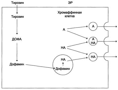 Изменения метаболизма при гипо- и гиперфункции коры надпочечников - student2.ru