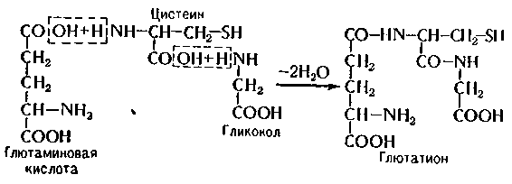 Изменения в составе ферментов - student2.ru