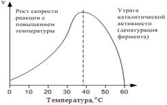 Измерение ферментативной активности - student2.ru