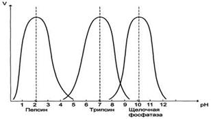 Измерение ферментативной активности - student2.ru