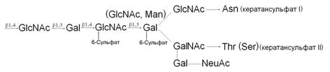 Кератансульфат I и кератансульфат II - student2.ru