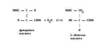 КФ 4.1. Углерод-углерод лиазы - student2.ru