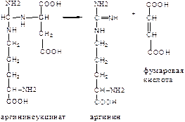 КФ 4.1. Углерод-углерод лиазы - student2.ru