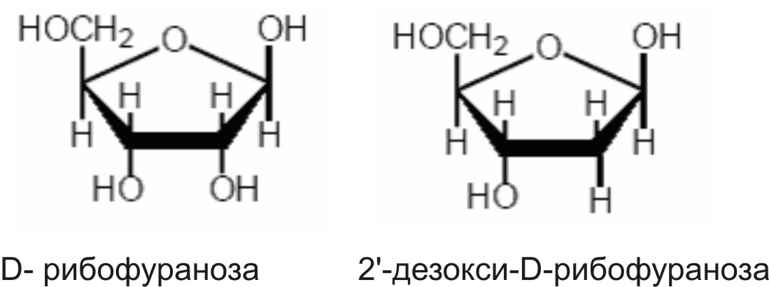 Характеристика простетических групп нуклеопротеинов. - student2.ru