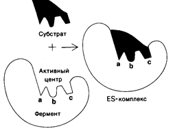 Химическая природа ферментов - student2.ru