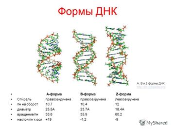 Химические свойства рибозы и дезоксирибозы. - student2.ru