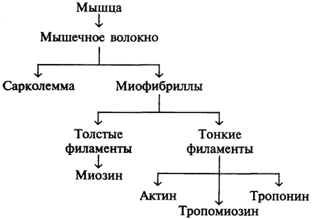 Химический состав и строение мышечного волокна - student2.ru