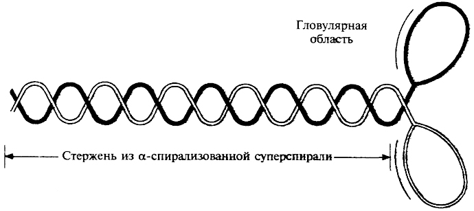 Химический состав и строение мышечного волокна - student2.ru