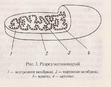 химический состав организма человека - student2.ru