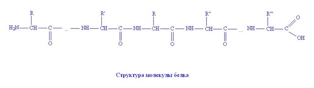 Химическое строение белков - student2.ru