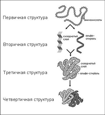 Химическое строение белков - student2.ru