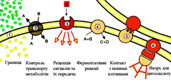 хімічний склад тваринного організму - student2.ru