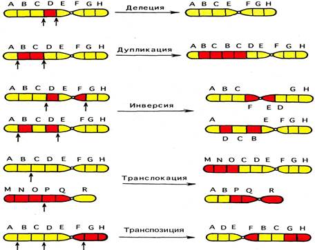 Хромосомный уровень организации наследственного материала - student2.ru