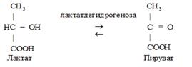 Кинетика ферментативных реакций. Кинетика ферментативных реакций изучает скорости катализируемых ферментами реакций и влияние на них различных факторов - student2.ru