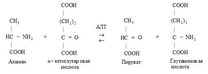 Кинетика ферментативных реакций. Кинетика ферментативных реакций изучает скорости катализируемых ферментами реакций и влияние на них различных факторов - student2.ru