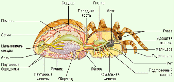 Класс Насекомые. Отряды с неполным превращением. - student2.ru