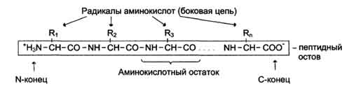 Классификация аминокислот по растворимости их радикалов в воде - student2.ru