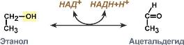 Классификация и номенклатура ферментов - student2.ru