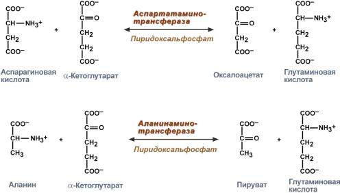 классификация и номенклатура ферментов - student2.ru