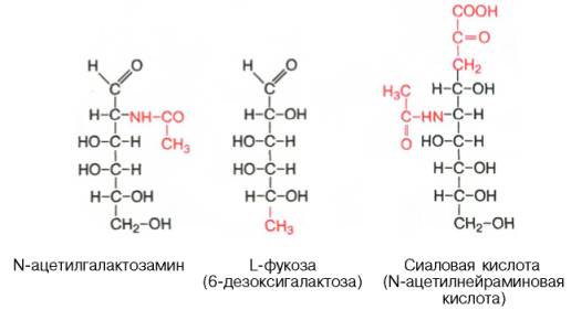 Классификация сложных белков. Углевод-белковые комплексы, биологическая роль. Особенности строения гликопротеинов и протеогликанов. - student2.ru