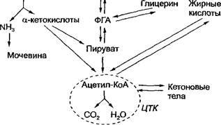 Классификация, строение и некоторые свойства аминокислот - student2.ru