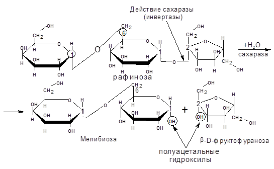 Классификация углеводов и их биологическая функция - student2.ru