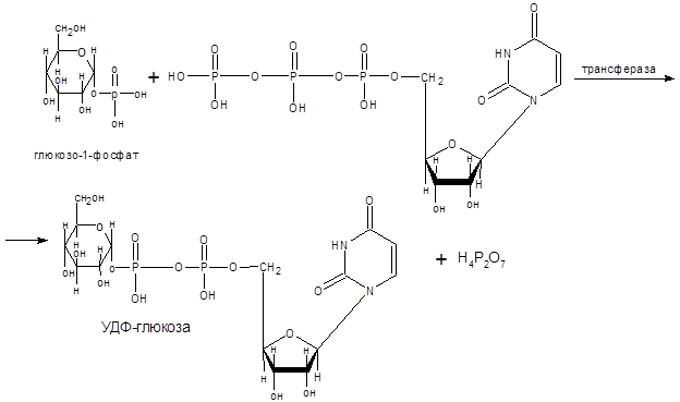 Классификация углеводов и их биологическая функция - student2.ru