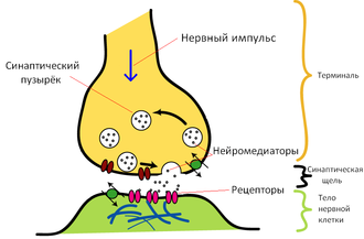 Классификация Эрлангера-Гассера - student2.ru